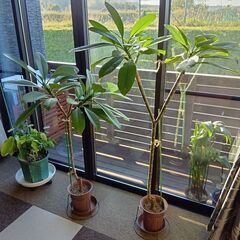 プルメリア鉢植え約１３０㎝三又鉢植え写真１１月１４日更新の画像