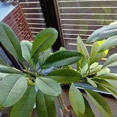 プルメリア鉢植え約１３０㎝三又鉢植え写真１１月１４日更新の画像