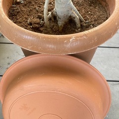 観葉植物フィカス・ウンベラータ Lの画像