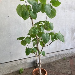観葉植物フィカス・ウンベラータ Lの画像