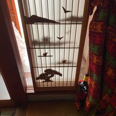 ペンキ塗り（水性）、抜根、掃除積み込みのお手伝いの画像