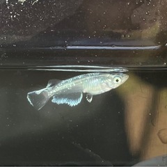 メダカ各種の画像