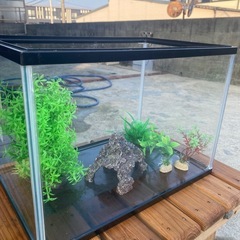 GEX40センチ水槽🐠の画像