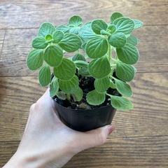 アロマティカス　苗の画像