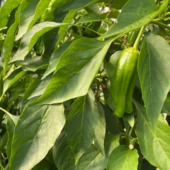 本日のお野菜(・∀・)ピーマン🫑の画像