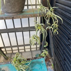 オリヅルランの画像