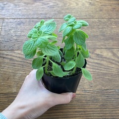 アロマティカス　苗の画像