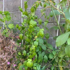 コエビソウ　大苗の画像