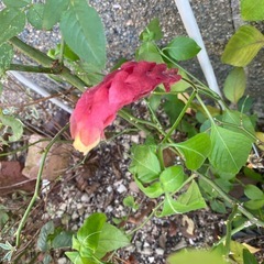 コエビソウ　大苗の画像