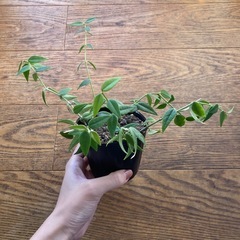 ホヤベラ　セブンスター　苗の画像