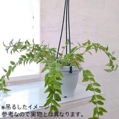 ホヤベラ　セブンスター　苗の画像