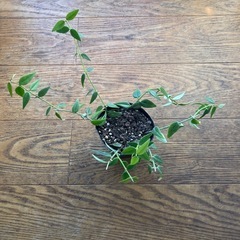 ホヤベラ　セブンスター　苗の画像