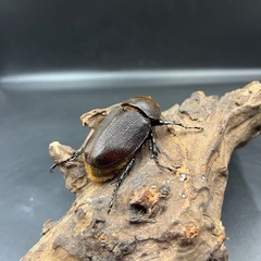 【ワイルド累代】新成虫 DHオキシデンタリス♀単58mm  ※送料事前連絡にて変更可 ※直接受け渡しに変更可の画像