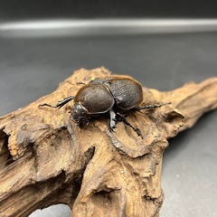 【ワイルド累代】新成虫 DHオキシデンタリス♀単58mm  ※送料事前連絡にて変更可 ※直接受け渡しに変更可の画像