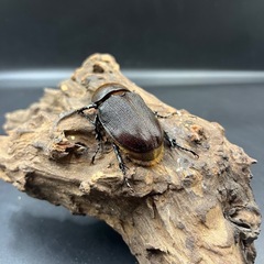 【ワイルド累代】新成虫 DHオキシデンタリス♀単58mm  ※送料事前連絡にて変更可 ※直接受け渡しに変更可の画像