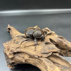 【ワイルド累代】新成虫 DHオキシデンタリス♀単58mm  ※送料事前連絡にて変更可 ※直接受け渡しに変更可の画像