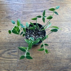 ホヤベラ　セブンスター　苗の画像