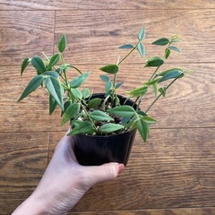 ホヤベラ　セブンスター　苗の画像