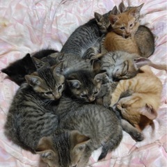 急募！残り2匹になりました(>_<｡)ありがとうございます！