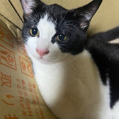 約生後半年の黒と黒白の兄妹猫🐱