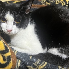 約生後半年の黒と黒白の兄妹猫🐱 - 東大阪市