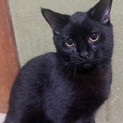 約生後半年の黒と黒白の兄妹猫🐱 - 猫