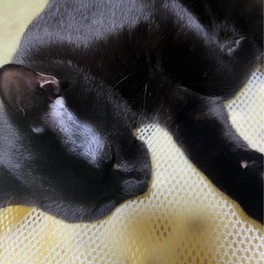 約生後半年の黒と黒白の兄妹猫🐱 − 大阪府