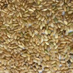 くず米　90kgの画像