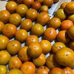 富有柿（甘柿）　11/14収穫②の画像