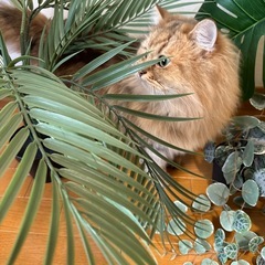 IKEA フェイクグリーンセットの画像