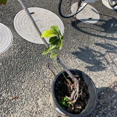 ポポー苗の画像