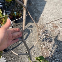 ポポー苗の画像