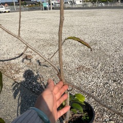 ポポー苗の画像