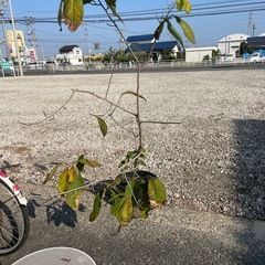 ポポー苗の画像