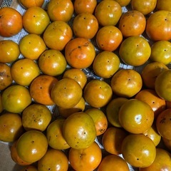 富有柿（甘柿）　11/14収穫③の画像