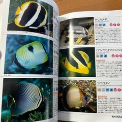魚図鑑
の画像