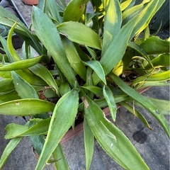 アガベ　ボッテリ 株寄植えまとめての画像