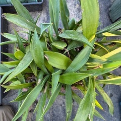 アガベ　ボッテリ 株寄植えまとめての画像