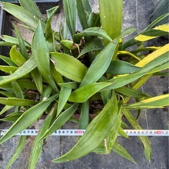 アガベ　ボッテリ 株寄植えまとめての画像