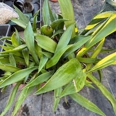 アガベ　ボッテリ 株寄植えまとめての画像