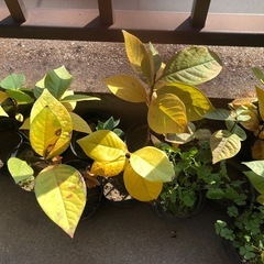 Ａ　紅葉が始まった可愛い　ポポー苗木　一年生苗木沢山ありますの画像