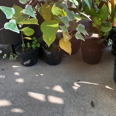 Ａ　紅葉が始まった可愛い　ポポー苗木　一年生苗木沢山ありますの画像