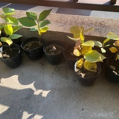 Ａ　紅葉が始まった可愛い　ポポー苗木　一年生苗木沢山ありますの画像