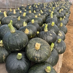 限定3セット かぼちゃ 3個 まとめ売りの画像