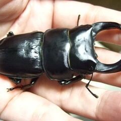 京都府産オオクワガタ F2 ♂75.7ミリ♀48.5ミリ　ペアの画像