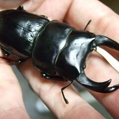 京都府産オオクワガタ F2 ♂75.7ミリ♀48.5ミリ　ペアの画像