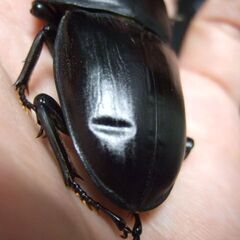 京都府産オオクワガタ F2 ♂75.7ミリ♀48.5ミリ　ペアの画像