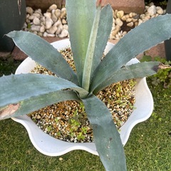 アガベ　アメリカーナの画像