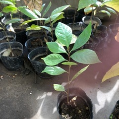B ベランダで育てている　ミニポポー苗木　一年生苗木の画像
