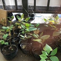 B ベランダで育てている　ミニポポー苗木　一年生苗木の画像